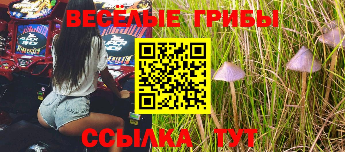 Галлюциногенные грибы Psilocybe Славгород